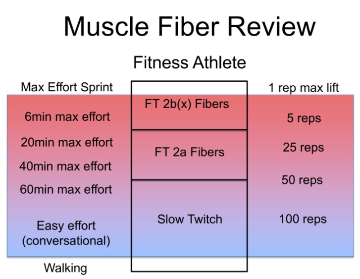 Muscle Fiber Types